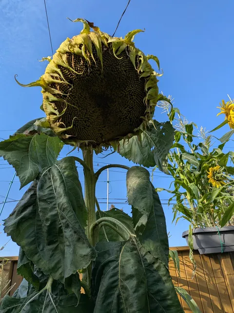I cut off my mammoth sunflower head today. I think it was as big as it was going to get.