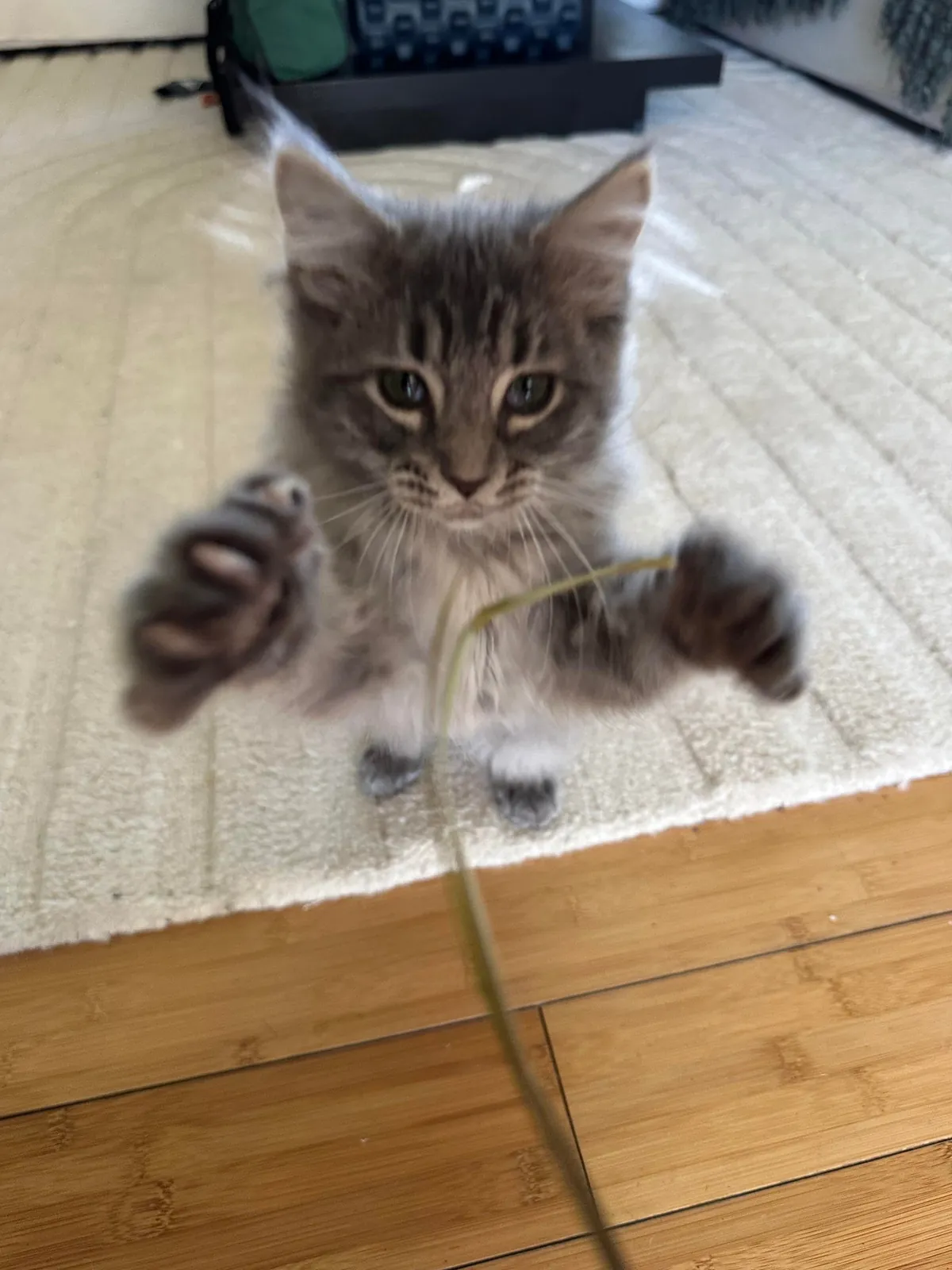 our new kitten, Zuppa🥰