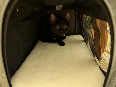 Smol void discovering her new home