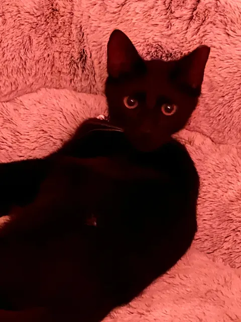 Sauron is now 1 year old!