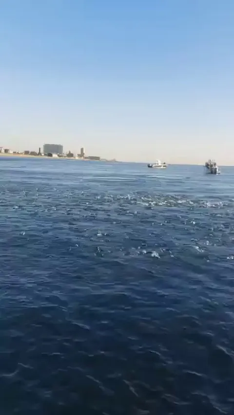 🔥 Whale jumps only inches away from the side of a boat, scraping the side of it.