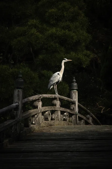 Stroke of luck in Kyoto Imperial garden...