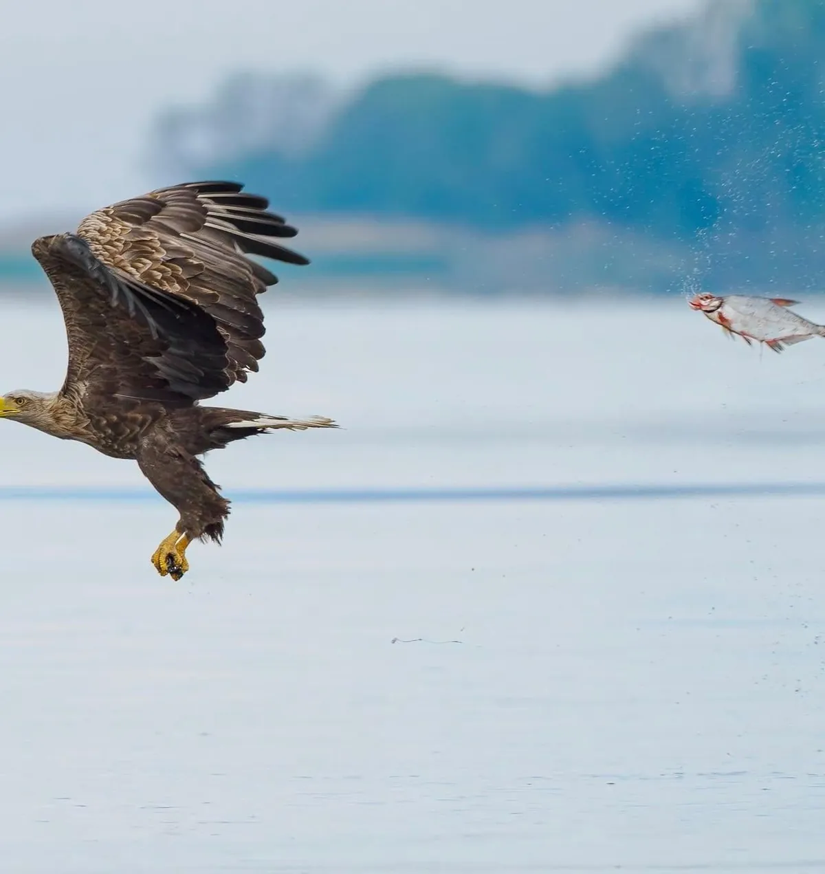 🔥 The Nikon Comedy Wildlife Awards 2024