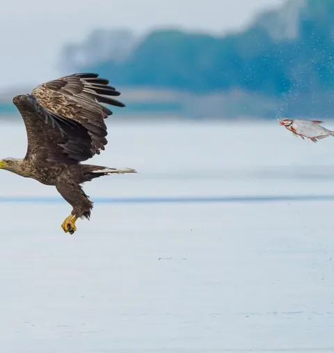 🔥 The Nikon Comedy Wildlife Awards 2024