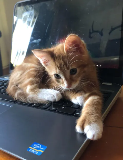 Rescued this 6 toed critter today. Made himself at home already.