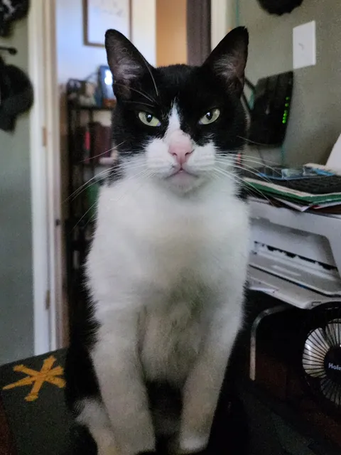 My neighbor's outside cat, inside my house, mad that I haven't fed him...