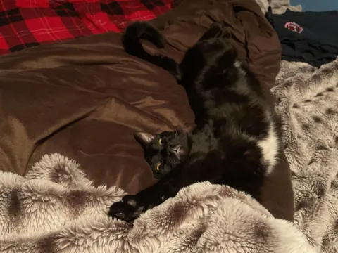 Send me the last photo of your cat you have