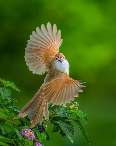 wildlife photography from the Indian wilderness