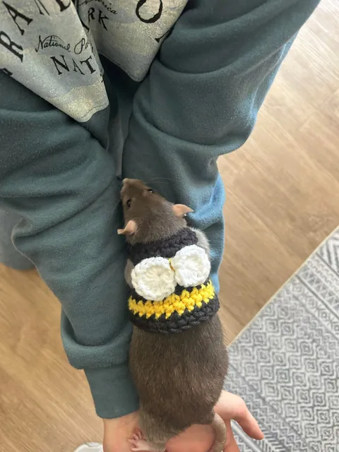 Terrible news… Millie did not win my college’s pet Halloween costume contest 😞