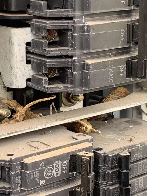Bunch of dead Lizards in my fuse box.