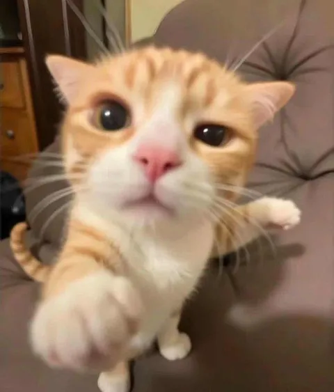 Give me attention hooman