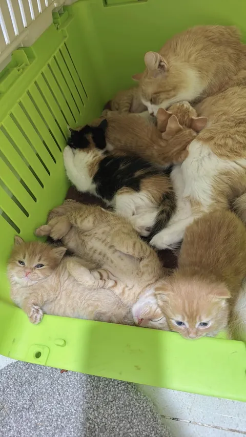 I think Monchi needs to be neutered