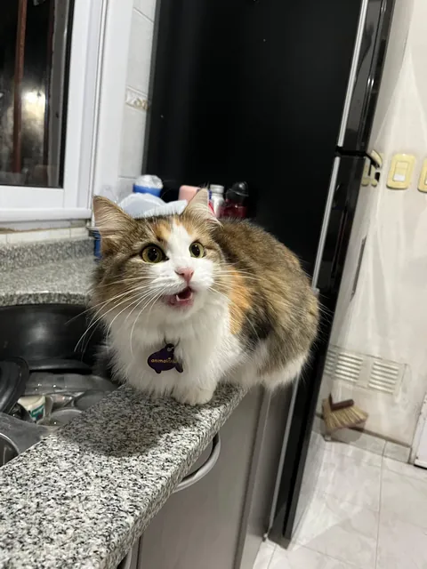 He is saying “now serve me my food!”