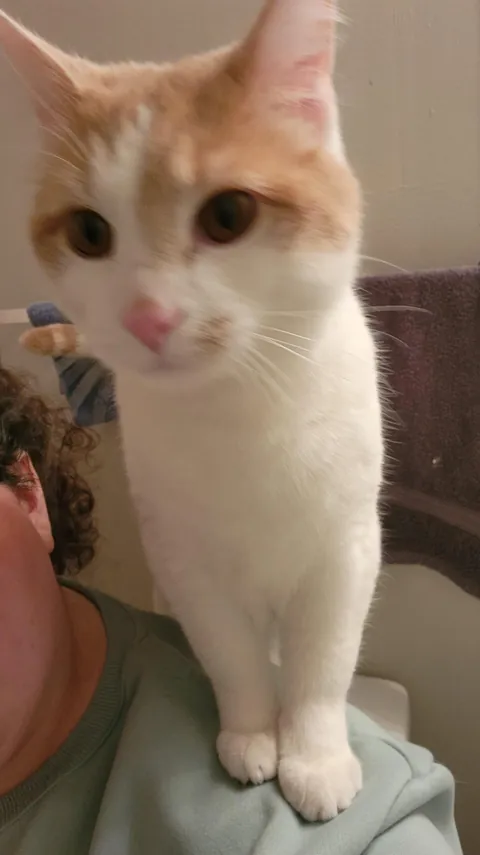 Is there a reason my cat often puts one paw on me?