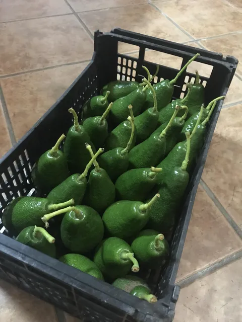 First avocados of the year 