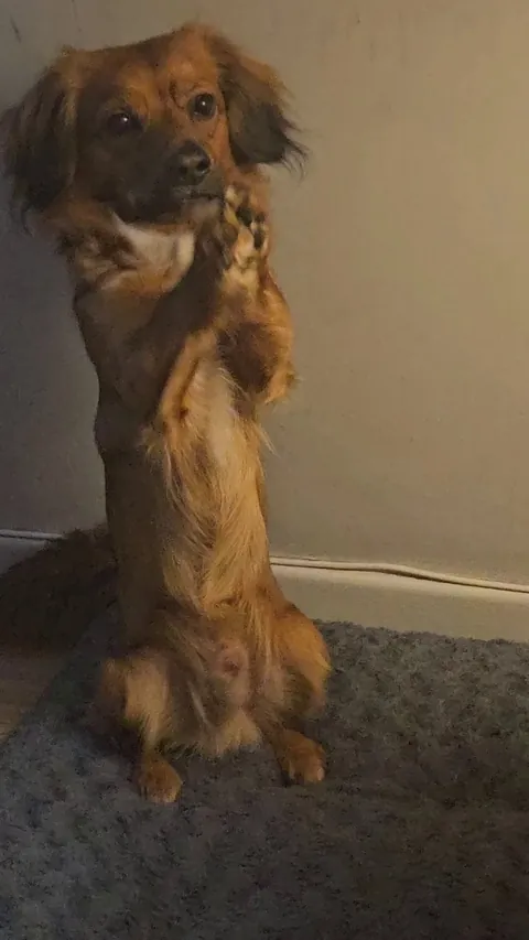 This is how Kevin let's me know he wants my undivided attention.