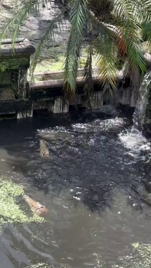 young crocodile in salmon mode