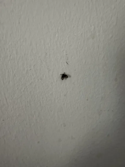 How do I get rid of these little bastards? 