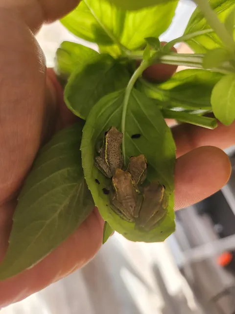 I cut some basil and found a surprise hiding underneath.