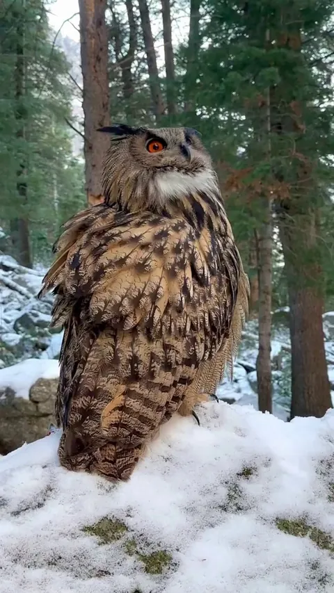 🔥Eurasian eagle-owl