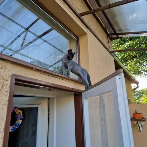 My little monkey grey cat vs now