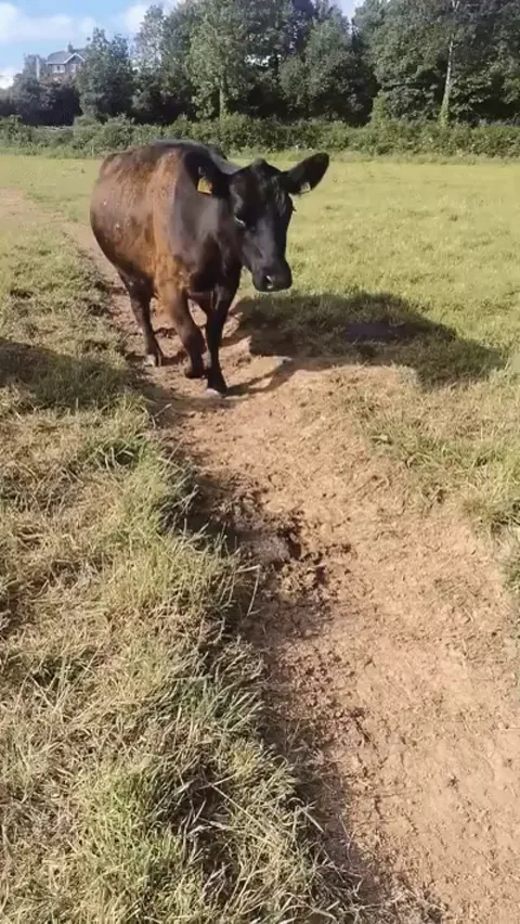 Pudding is my favourite cow. I don’t meet her very often, but she always comes over for some attention when she sees me.