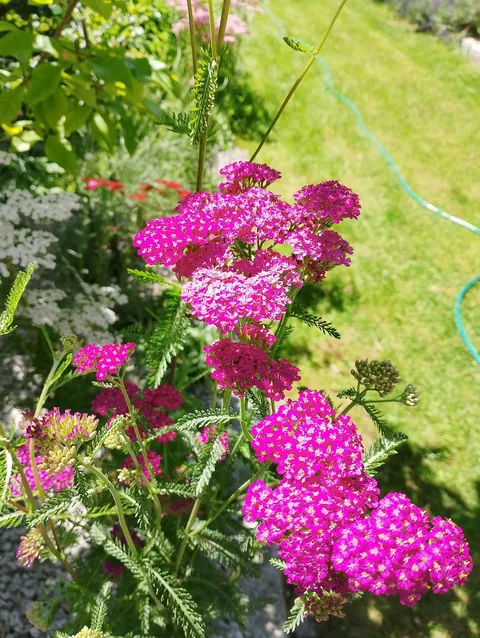 Summer flowers