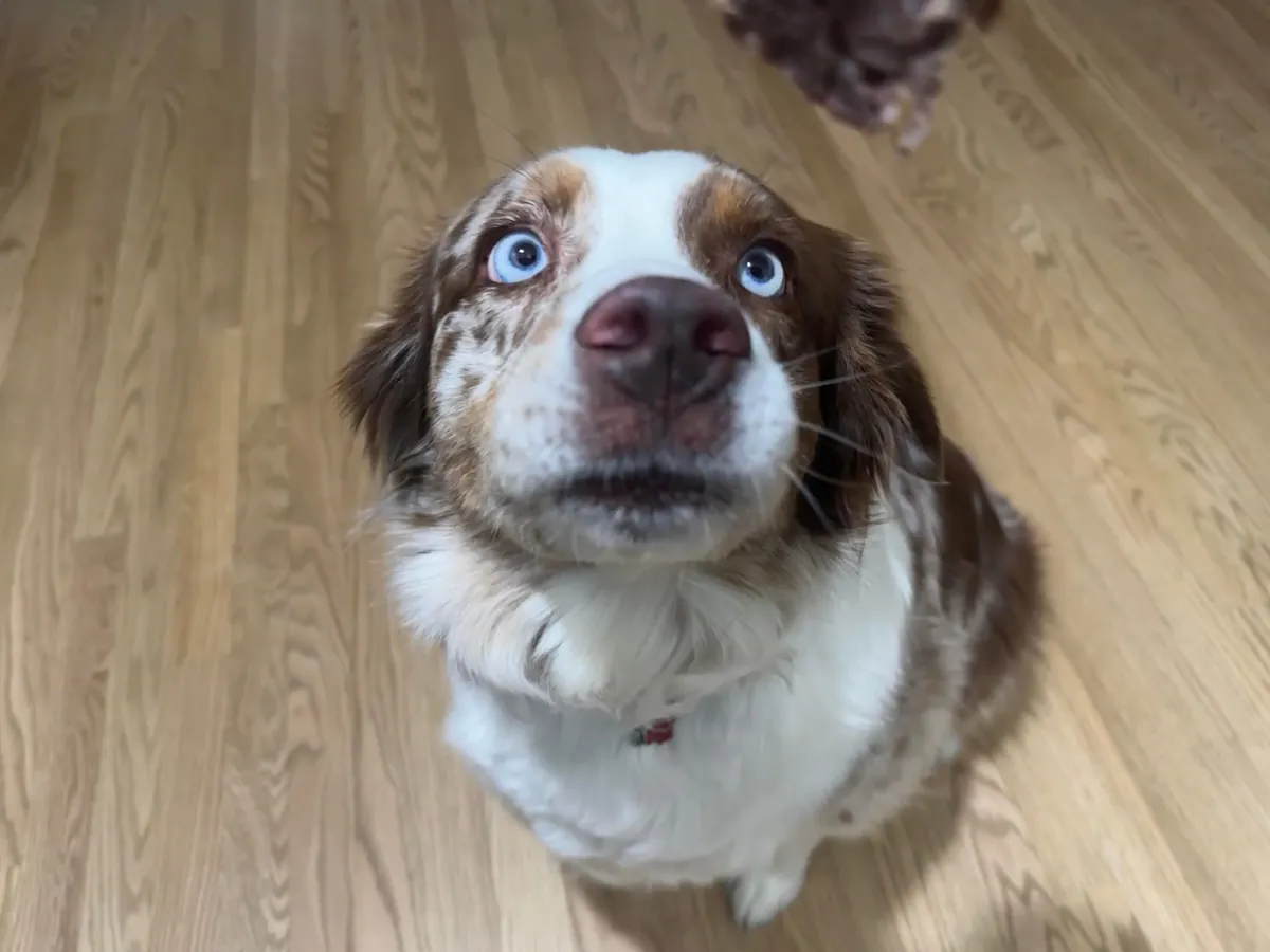 [homemade] steak and turkey sub