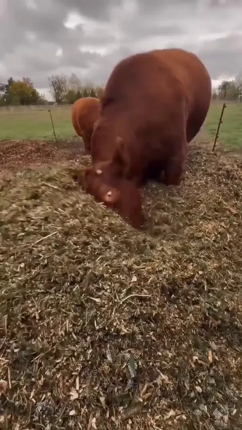 Excited about the leaf pile