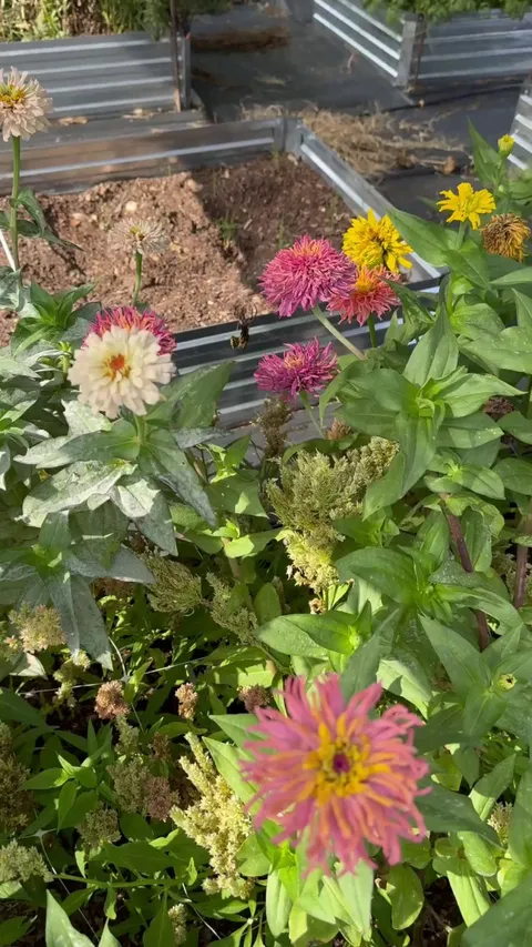 Yellow garden spider molted yesterday