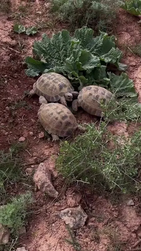 [TMNT] Ninja Turtles Compete for Biggest Jerk Award