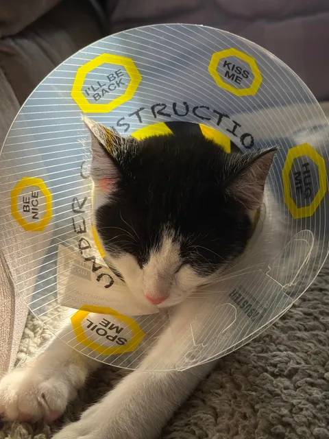 The cone she got from the emergency vet made me smile