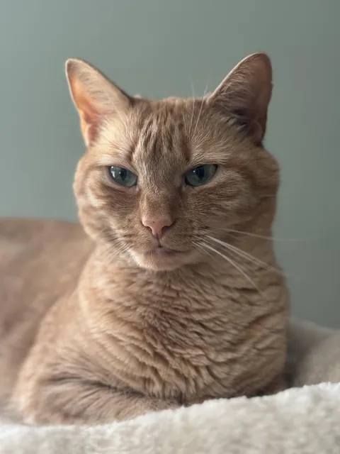 Benji. 7 years old. Gone too soon.
