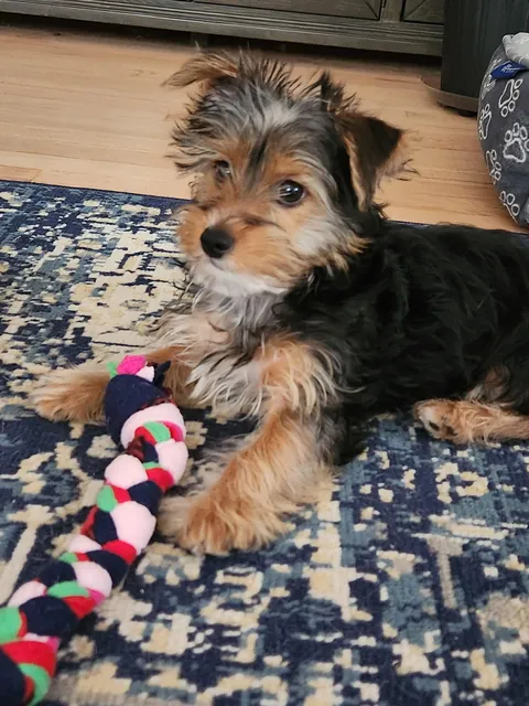 Found this guy at the shelter yesterday.