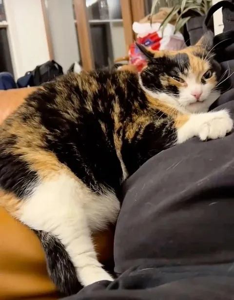 Do you think my kitty is mad at me?