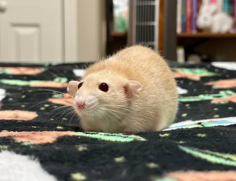 Just Naga and his boba eyes