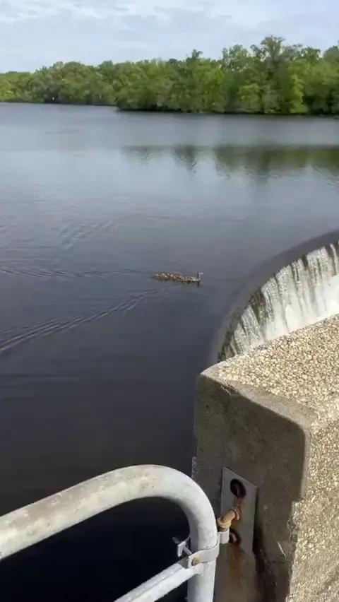 The way the baby ducks just followed the mama duck 🥹🥹