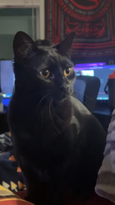 does my cat think i'm grooming her?