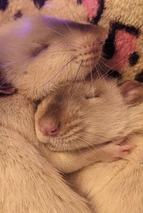 Microbe and Tardigrade