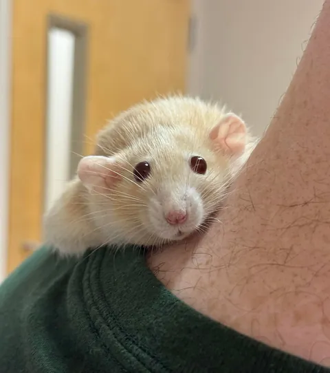 Everyone at the vet says Naga is their favorite