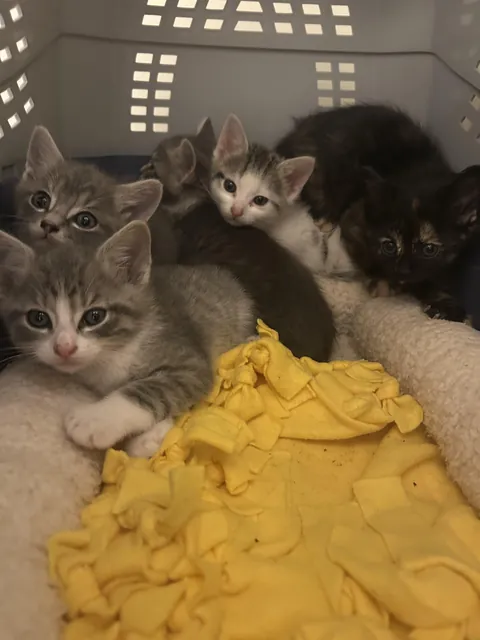 Should I be selfish? I’m fostering 5 semi-ferals but I’m keeping one. Should I keep the most friendly and adoptable one or the least friendly and least adoptable? I’m leaning towards least friendly. Meet Blue, Josh, Steve, Magenta, and Mrs. Pepper!