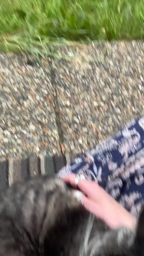 I want to steal my neighbours cat