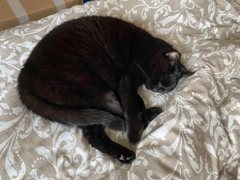 I'll miss you, sweet boy. 💔