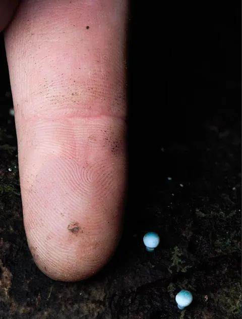New Zealand photographer takes stunning photos of tiny mushrooms