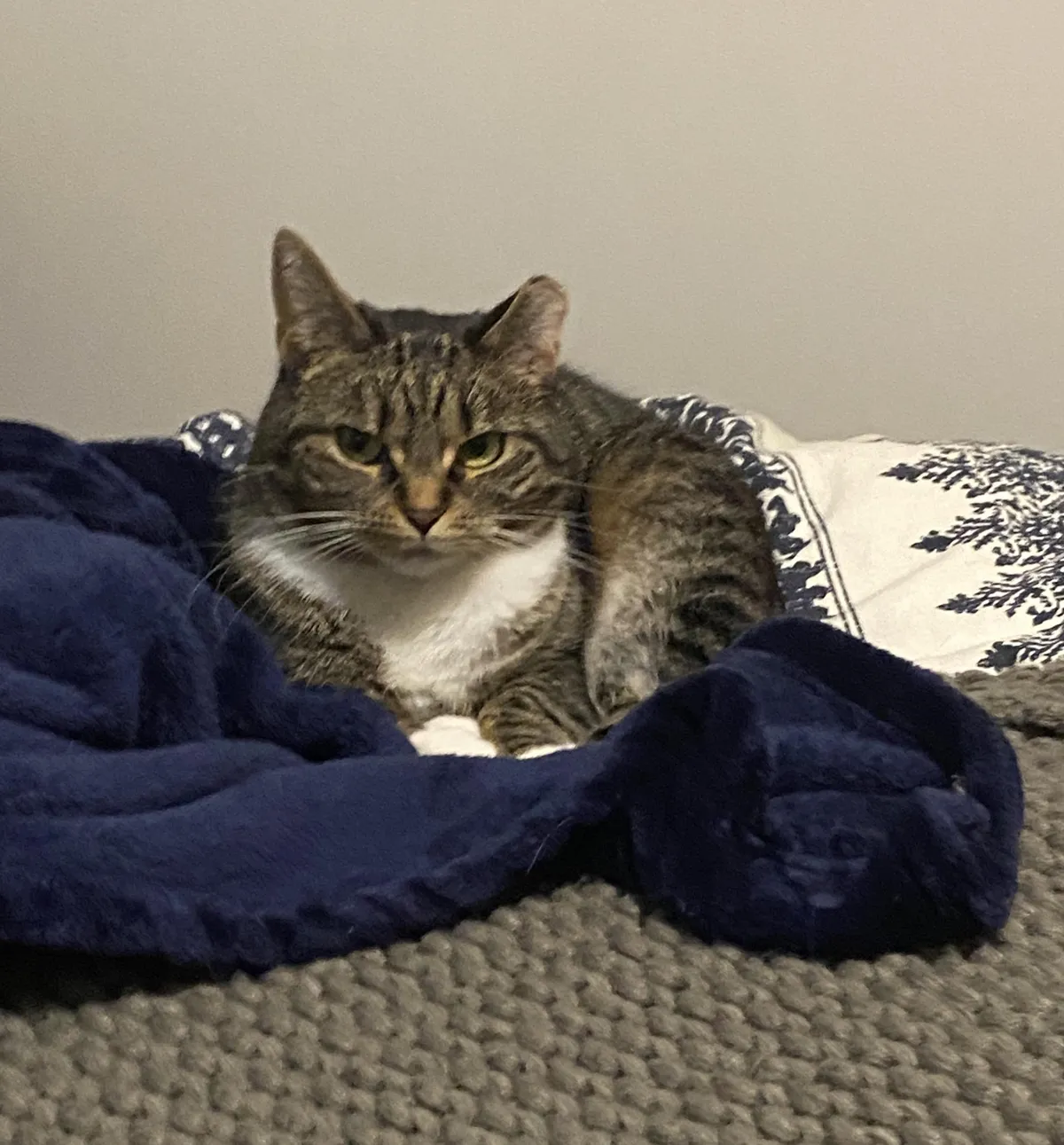 Spent $300 today to find out my cat has anxiety farts 