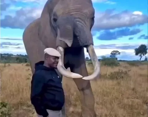 Elephant pretends to eat this guy's hat..🐘🧢😅