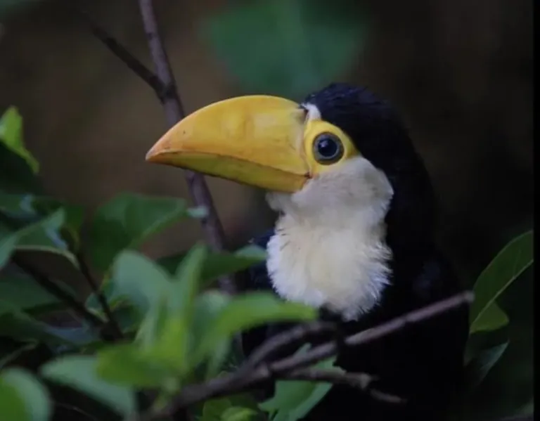 I never knew a baby toucan was so cute