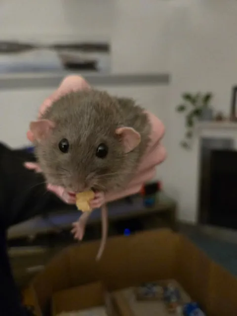 Not a single braincell in Jimily's head