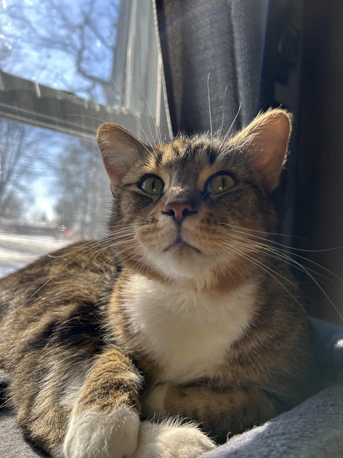 My cat follows me everywhere, sleeps when I sleep and ignores other people and just waits for me to get home, is he depressed? More in caption.