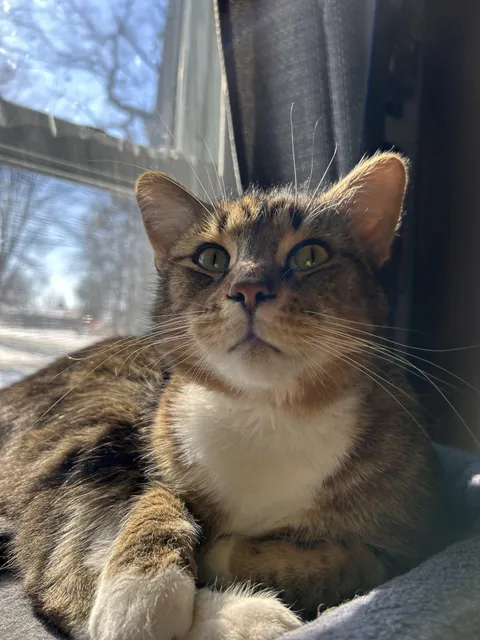 My cat follows me everywhere, sleeps when I sleep and ignores other people and just waits for me to get home, is he depressed? More in caption.